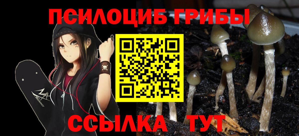 Псилоцибиновые грибы Cubensis Кизляр
